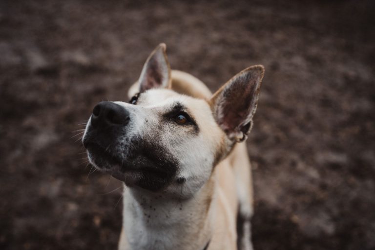 Spay & Neuter Community Veterinary Hospital Oregon Humane Society