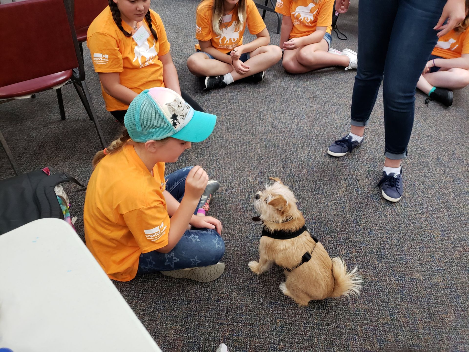 Summer Camp Salem Oregon Humane Society