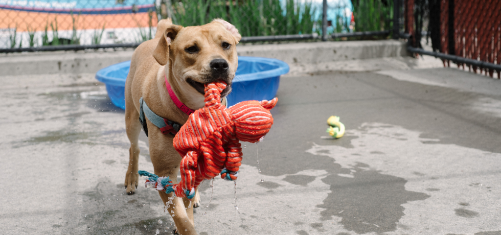 Shelter dog playing with toy in an outdoor run at OHS portland campus