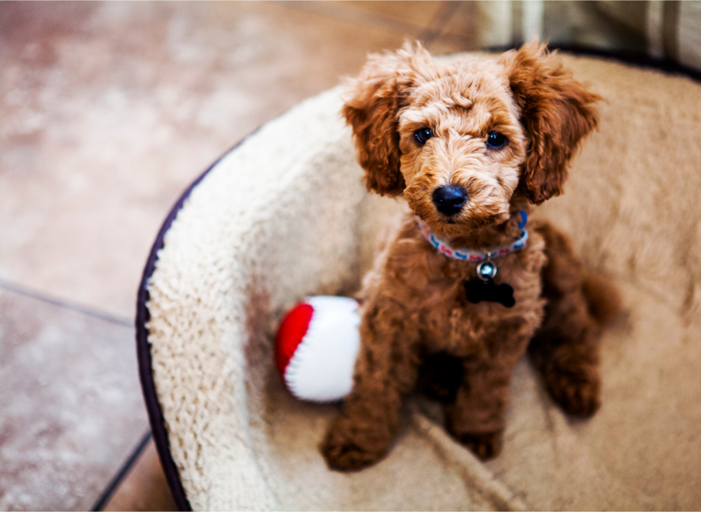 Stock photo of a cute labradoodle puppy sitting in a dog bed with a red and white ball next to it, looking right up at the camera.