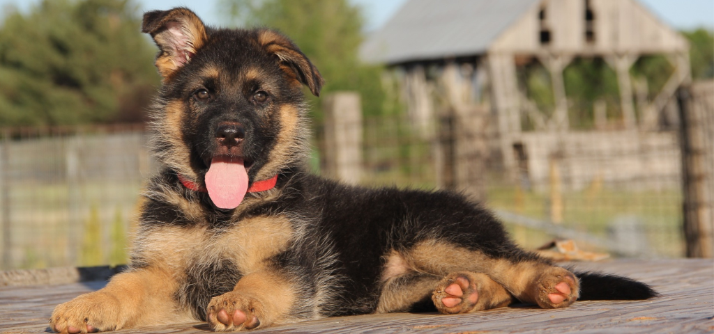 Photo of german shepherd puppy with red collar and tongue sticking out.