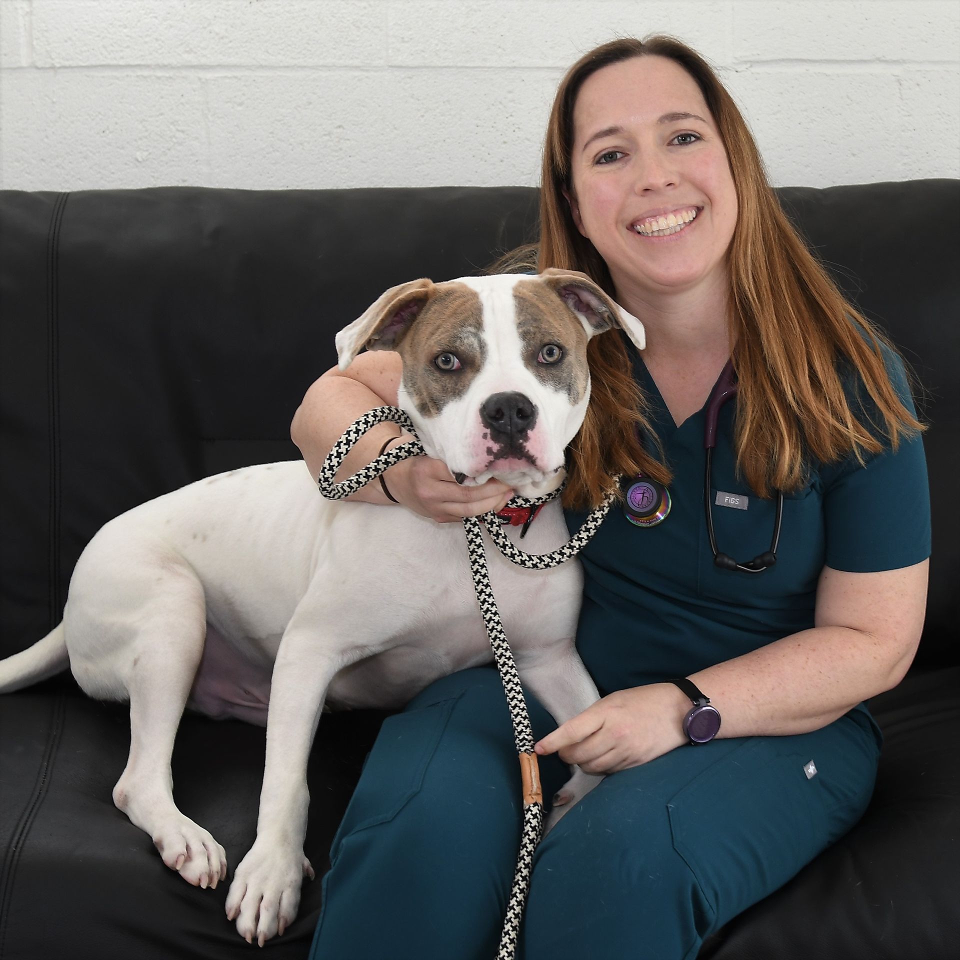 White and tan dog sitting on veterinarian's lap