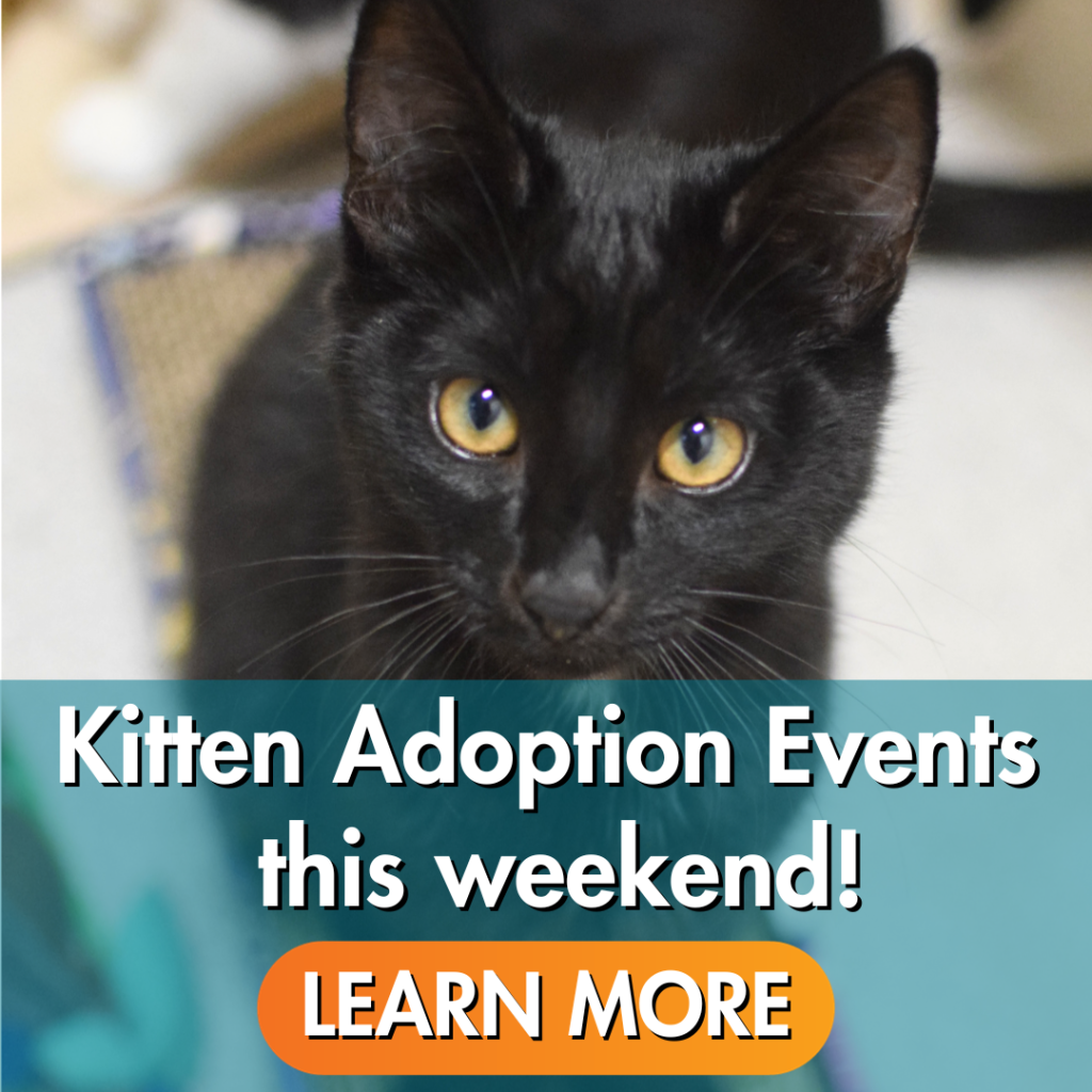 Kitten Adoption Events this weekend. Learn more button