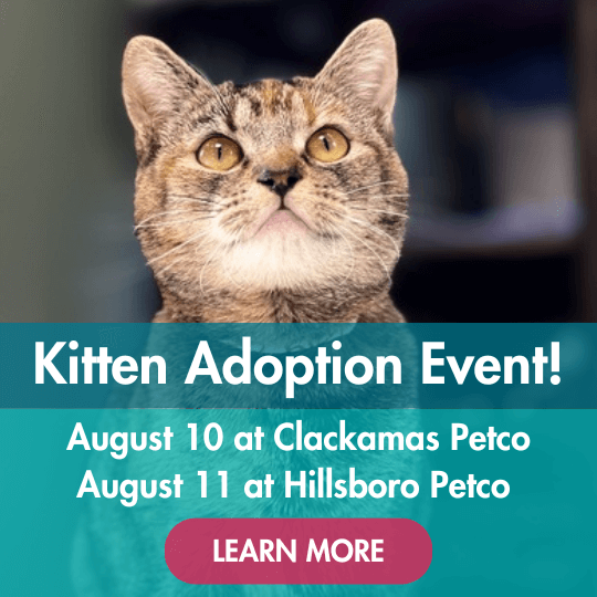 Kitten Adoption Event! | August 10 at Clackamas Petco | August 11 at Hillsboro Petco | Learn More