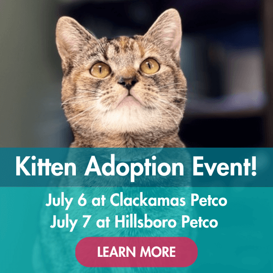 Kitten Adoption Event! | July 6 at Clackamas Petco | July 7 at Hillsboro Petco | Learn More