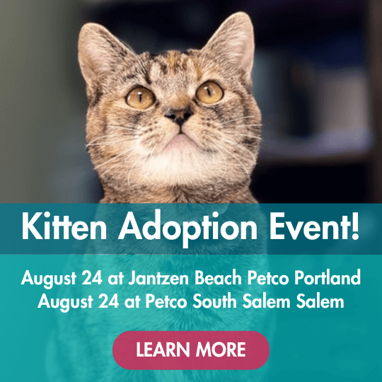 Kitten Adoption Event! | August 24 at Jantzen Beach Petco Portland | August 24 at Petco South Salem Salem | Learn More