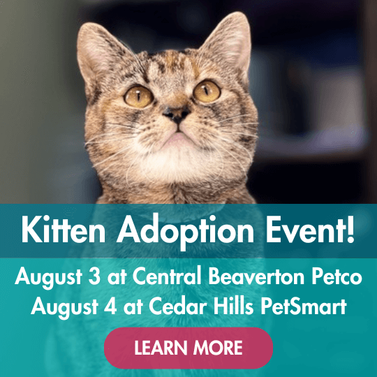 Kitten Adoption Event! | August 3 at Central Beaverton Petco | August 4 at Cedar Hills PetSmart | Learn More