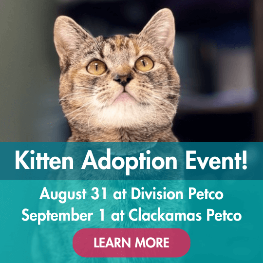 Kitten Adoption Event! | August 31 at Division Petco | September 1 at Clackamas Petco | Learn More