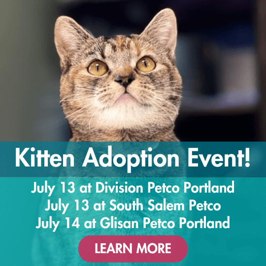 Kitten Adoption Event! | July 13 at Division Petco Portland | July 13 at South Salem Petco | July 14 at Glisan Petco Portland | Learn More