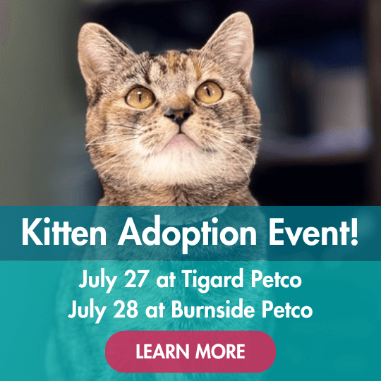 Kitten Adoption Event! | July 27 at Tigard Petco | July 28 at Burnside Petco | Learn More
