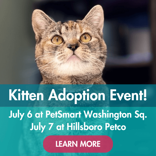 Kitten Adoption Event! | July 6 at PetSmart Washington Sq. | July 7 at Hillsboro Petco | Learn More