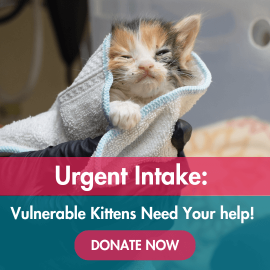 Urgent Intake: Vulnerable Kittens Need Your help! Donate Now