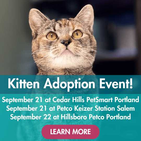 Kitten Adoption Event! | September 21 at Cedar Hills PetSmart Portland | September 21 at Petco Keizer Station Salem | September 22 at Hillsboro Petco Portland | Learn More