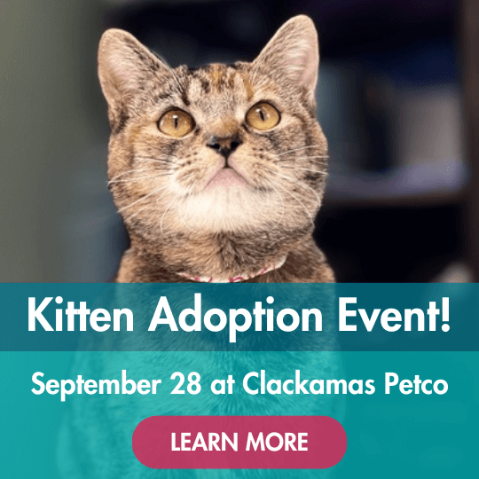 Kitten Adoption Event! | September 28 at Clackamas Petco | Learn More