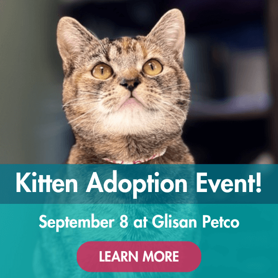 Kitten Adoption Event! | September 8 at Glisan Petco | Learn More