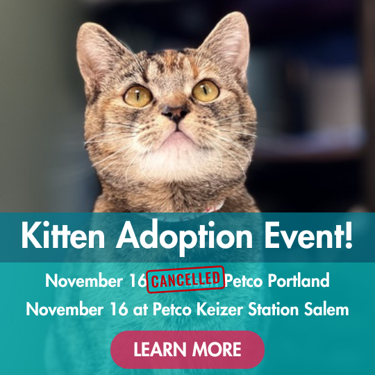 Kitten Adoption Event! | November 16 at Petco Keizer Station Salem | Learn More