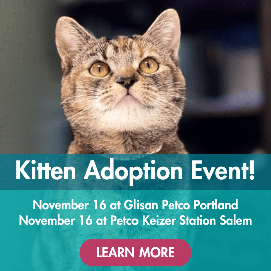 Kitten Adoption Event! | November 16 at Glisan Petco Portland | November 16 at Petco Keizer Station Salem | Learn More