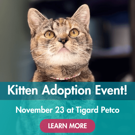 Kitten Adoption Event! | November 23 at Tigard Petco | Learn More