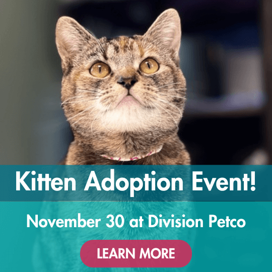 Kitten Adoption Event! | November 30 at Division Petco | Learn More