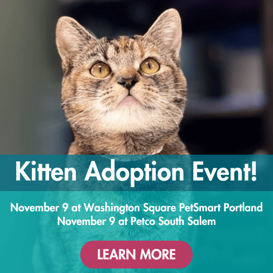 Kitten Adoption Event! | November 9 at Washington Square PetSmart Portland | November 9 at Petco South Salem | Learn More