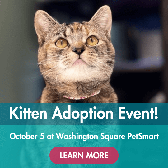 Kitten Adoption Event! | October 5 at Washington Square PetSmart | Learn More