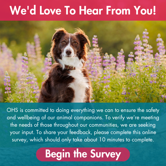 We'd Love To Hear From You! | OHS is committed to doing everything we can to ensure the safety and wellbeing of our animal companions. To verify we’re meeting the needs of those throughout our communities, we are seeking your input. To share your feedback, please complete this online survey, which should only take about 10 minutes to complete. | Begin the Survey