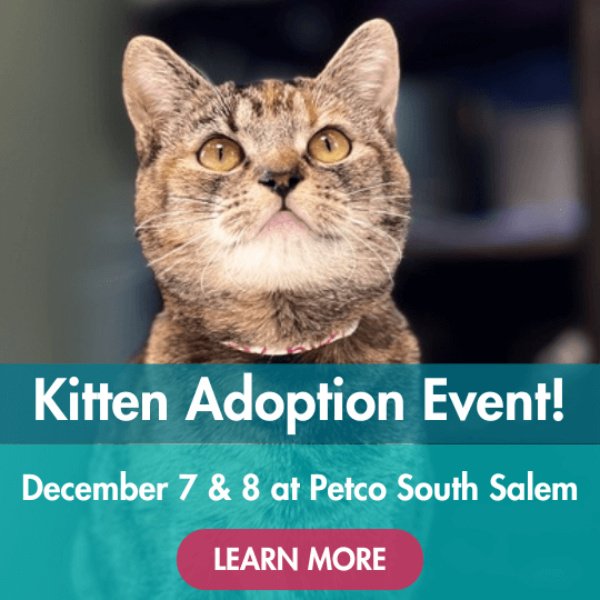 Kitten Adoption Event! | December 7 & 8 at Petco South Salem | Learn More