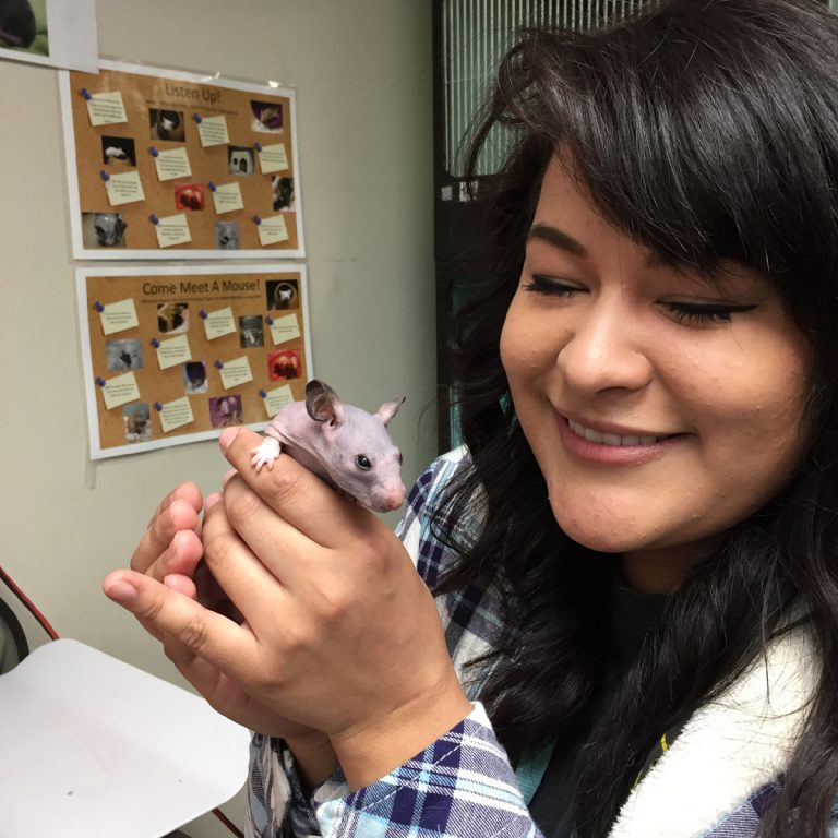 Silky The Hairless Hamster Gets A Tiny Sweater Oregon Humane Society