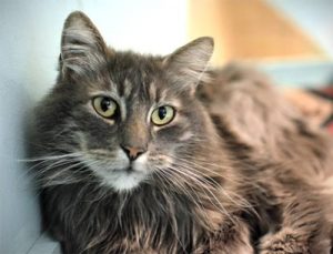 Duke, an OHS cat up for adoption.