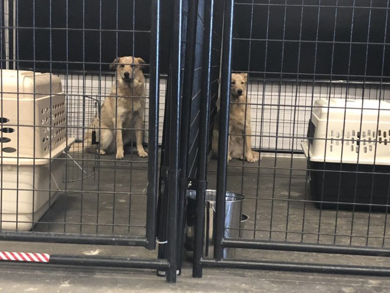 Oregon Humane Society Takes in 17 Dogs from Klamath County Neglect Case