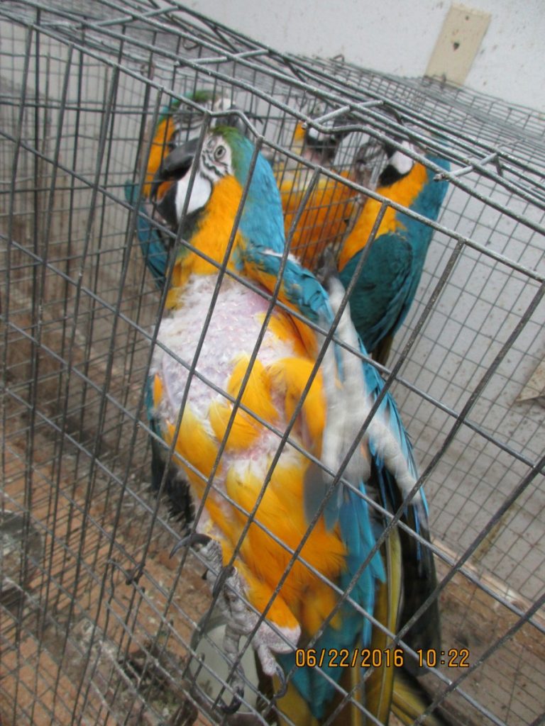 rescue birds oregon