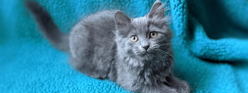 Kitten Adoption Information - Oregon Humane Society