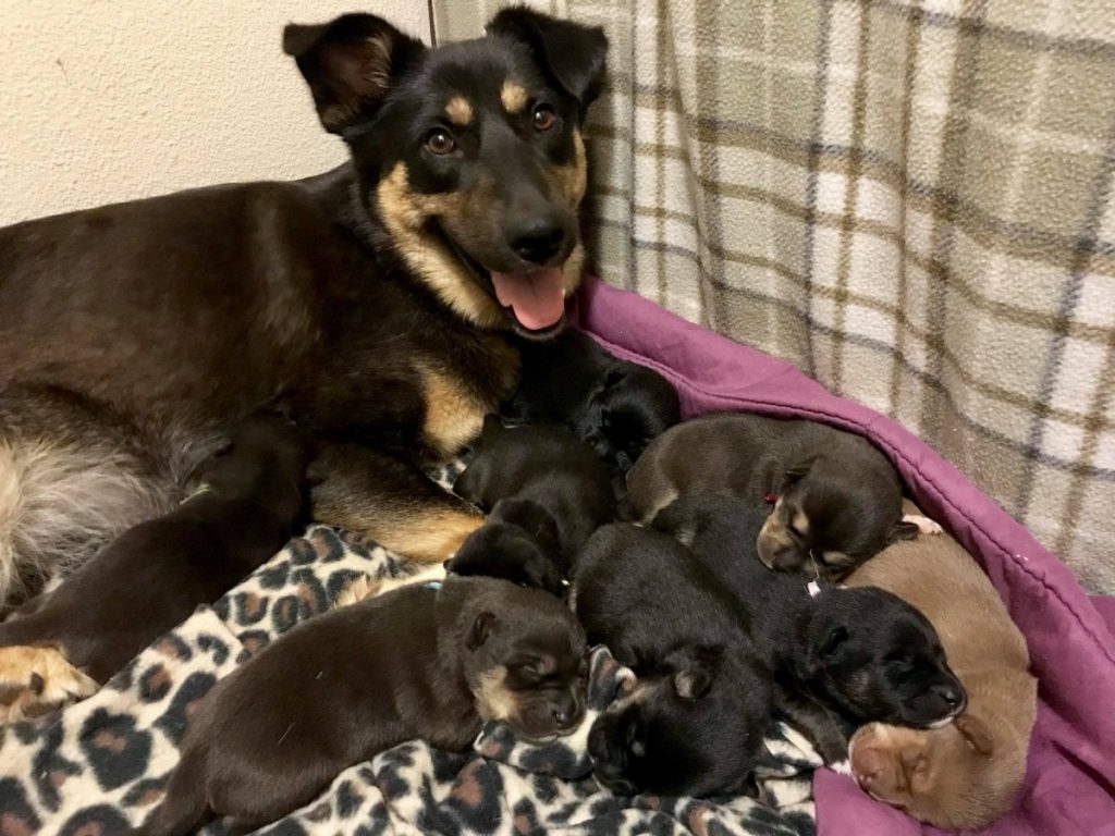 Focus On Fostering Caring For Mom And Puppies Oregon Humane Society