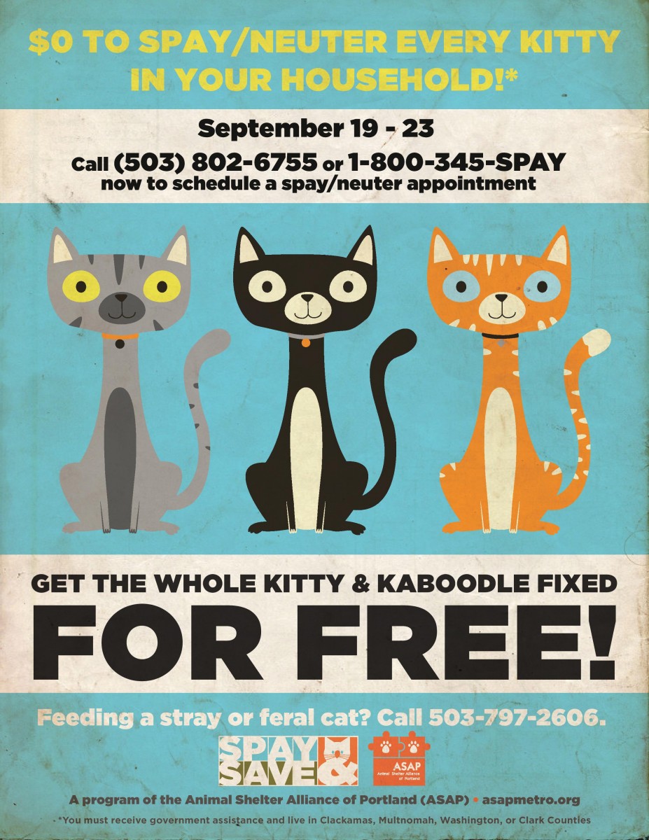 Kitty & Kaboodle | Spay & Save